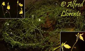 Image result for Utricularia appendiculata