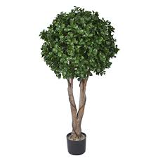Image result for Ficus barteri