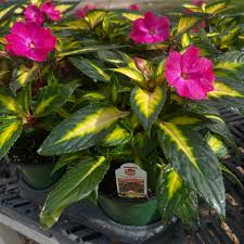 Image result for Impatiens stuhlmannii