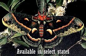 Image result for Cecropia