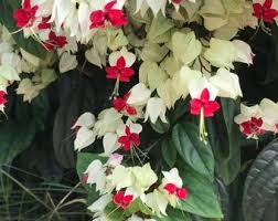 Image result for Clerodendrum fasciculatum