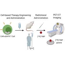 Check spelling or type a new query. Imaging Car T Cell Trafficking With Edhfr As A Pet Reporter Gene Molecular Therapy
