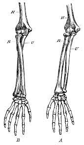 Forearm Bones Clipart Etc Skeleton Drawings Forearm Bones Arm Bones