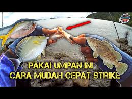 Contents cara mancing ikan kakap a. Efxv8txllvlufm