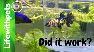 It is best if he's the biggest fish in the tank and is introduced after the community is. Adding Another Female To The 75 Gallon Betta Fish Tank Youtube