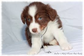 Tails will be docked and dew claws removed. Ba S Mini Aussies Bluey Trigger Welpen Fairy Floss Mini Aussies Miniature Australian Shepherd