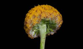 Billy button based in the heart of melbourne australia clothing alterations, repairs, dress making, upholstery, millinery. Billy Buttons Australian Native Plants Nsw National Parks