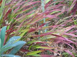 Image result for hakonechloa macra nicolas