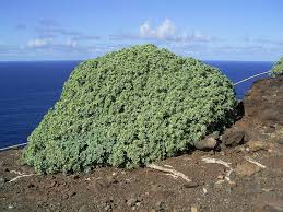 Image result for Euphorbia zambesiana