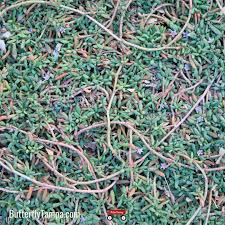 Image result for Sesuvium