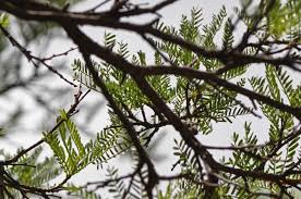 Image result for Acacia afra