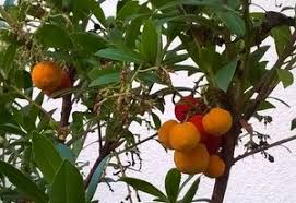 Jus Ou Confiture De Baies D Arbousier Bretagne Buissonni Re