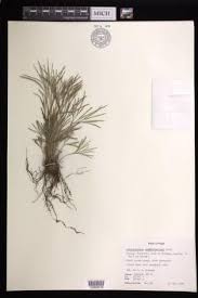 Image result for Actiniopteris semiflabellata