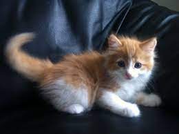 Cute Fluffy Kitten For Sale Virginia Water Surrey Pets4homes Fluffy Kittens Cute Fluffy Kittens Kitten For Sale