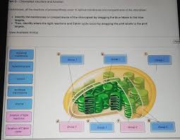 They play a vital role for life on earth since photosynthesis takes place in chloroplasts. Solved Part D Chloroplast Structure And Function H Eukary Chegg Com