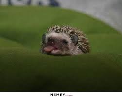 Best hedgehogs quotes selected by thousands of our users! Quotes About Hedgehogs 29 Quotes