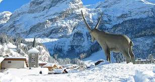 Pralognan La Vanoise Au Cœur Du Parc National De La Vanoise Une Des 28 Perles Des Alpes Alpine Pearls Sanfte Mobilit Pralognan La Vanoise Beaux Villages Et Alpes