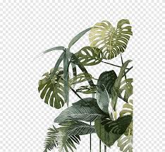 botanical illustration drawing watercolor painting tropics illustration palm leaf green leafed plant texture botany png pngegg botanical illustration drawing