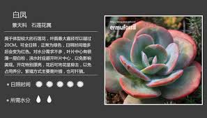 第8课多肉植物图鉴 八 多肉植物图鉴 好知网 planting succulents succulents plants
