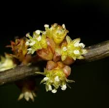 Image result for Actinodaphne