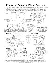 Illustration hand drawn sketch of opuntia macrocentra cactus, black spined pricklypear or purple pricklypear. Festival Of Books Prickly Pear Cactus Pear Drawing Cactus Drawing