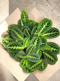 Image result for maranta
