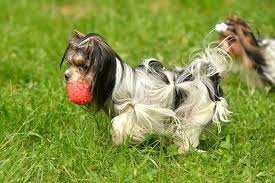 Use the tabs below to explore trollope's books and characters and the relationships between them. Biewer Terrier Dog Breed Information American Kennel Club