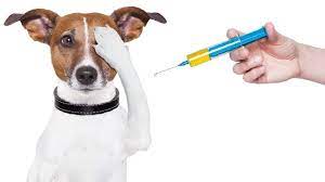 Sogc clinical practice guideline, 2014 parvovirus b19 infection in pregnancy. Hunde Ernaering