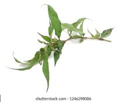 Cara menanam tanaman daun kesum yang kaya akan manfaat bagi tubuh #daunkesum #menanamdaunkesum. Daun Kesum Vietnamese Coriander On White Stock Photo Edit Now 1246298086