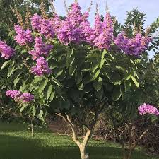 Image result for Lagerstroemia speciosa