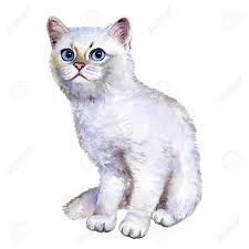 Our cattery is located in washington. Watercolor Close Up Portrait Of Popular British Shorthair Silver Kitten Isolated On White Background Sweet Rare Silver Chinchilla Colouration Highland Hand Drawn Pet Greeting Card Design Clip Art Stock Photo Picture And