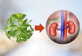 Image result for Fadogia cienkowskii