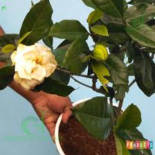 Tahap perkembangan bunga harum kacapiring ceplok piring jempiring gardenia putih. Melati Kaca Piring Gardenia Augusta 2 Grosirtanaman Com