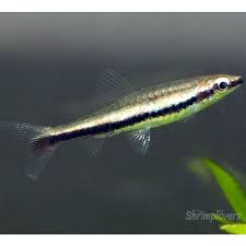Twin-Stripe Pencilfish