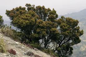 Image result for Erica mannii