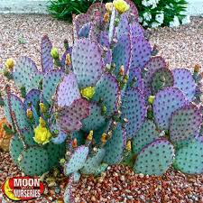 You can eat both the fruit and the green pads of the plant. Prickly Pear Cactus Plants Cacti Agave More Palm Paradise Nursery
