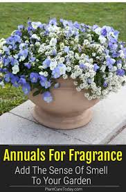 Hardy annuals provide a colorful garden with annual flowers, quickly and cheaply through the wise use of flower seeds. What Are The Best Annuals For Fragrance Plantcaretoday Annual Flowers For Shade Blooming Plants Fragrant Flowers