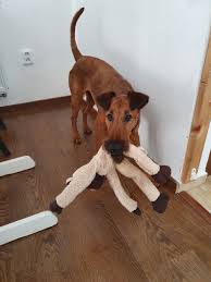 Image result for irský teriér