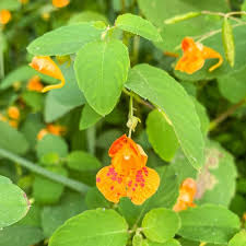 Image result for Impatiens  capensis
