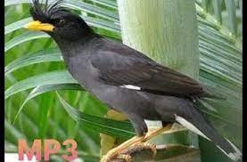 Suara Burung Jalak Kebo Hitam Youtube In 2021 Bird Sound Animals