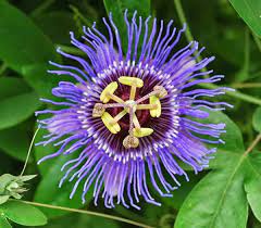 May 21, 2021 · spanning more than 3 million miles with 50 states, america is home to some of the world's most captivating natural landscapes, breezy beaches, and architectural wonders. 10 Most Beautiful Flowers In The World With Pictures