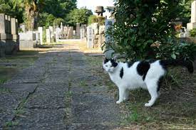 geisterportal adli kullanicinin cemetery cats panosundaki pin