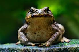 Check spelling or type a new query. Frog Symbolism Meaning Spirit Totem Power Animal