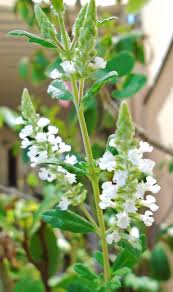 Image result for Priva flabelliformis