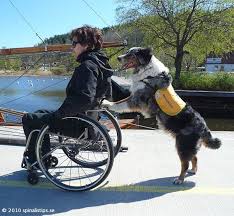 Www Rsphvac Com Service Dogs Military Working Dogs Dogs