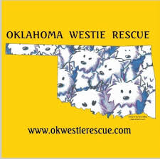 She has been in foster care for a month adjusting to the loss of her human, who died in april…. Pets For Adoption At Oklahoma Westie Rescue In Bixby Ok Petfinder