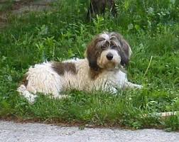 Image result for velký vendéeský hrubosrstý honič