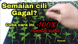 Sembur dengan racun organik (bawang putih + cili padi + minyak mambu (neem oil). Tanam Cili Cara Semai Biji Cili Cabe Anti Gagal How To Sow Chili Seeds Youtube
