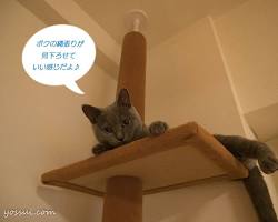 キャットタワー シャルトリューの画像