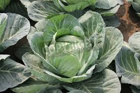 Check spelling or type a new query. Pusa Drum Kopfkohl Brassica Oleracea Var Capitata Grossere Anlagen Wandposter Poster Hellgrun Brassica Oleracea Solide Myloview De